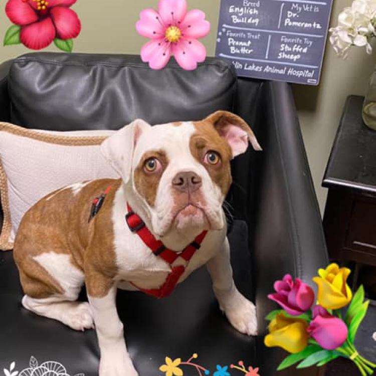 Franklin Lakes Animal Hospital Franklin Lakes, NJ
